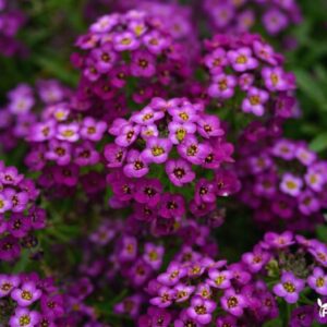 alisiukas svyrantis violetinis