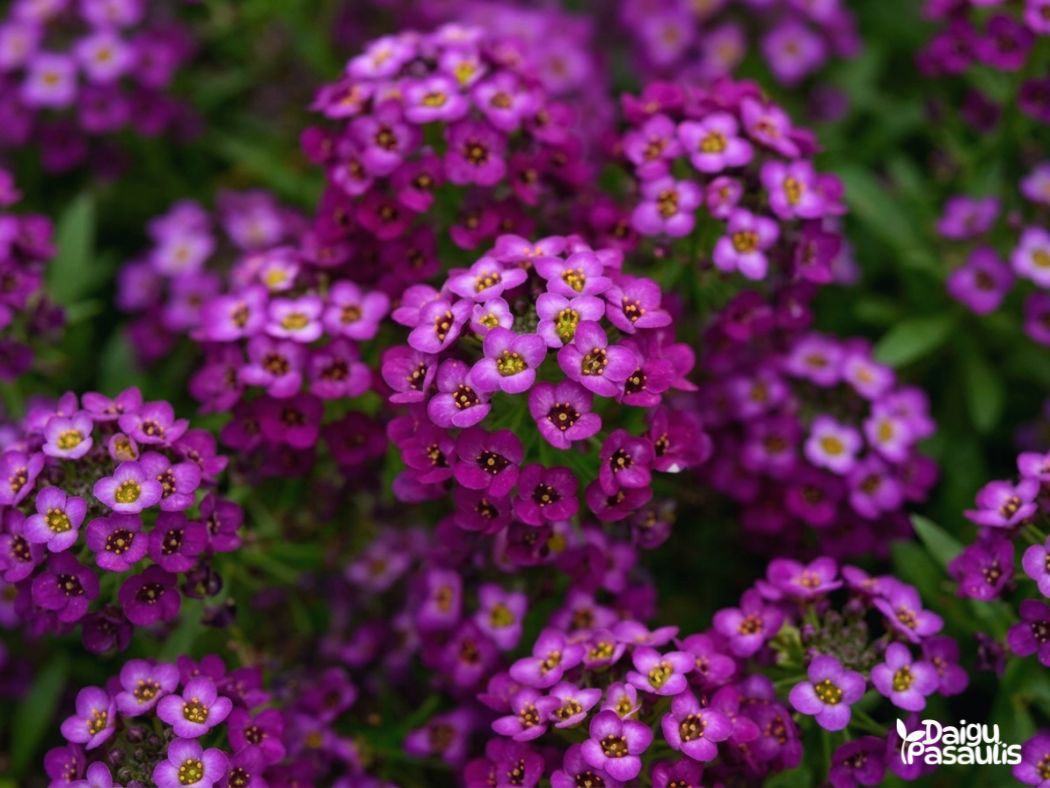 alisiukas svyrantis violetinis