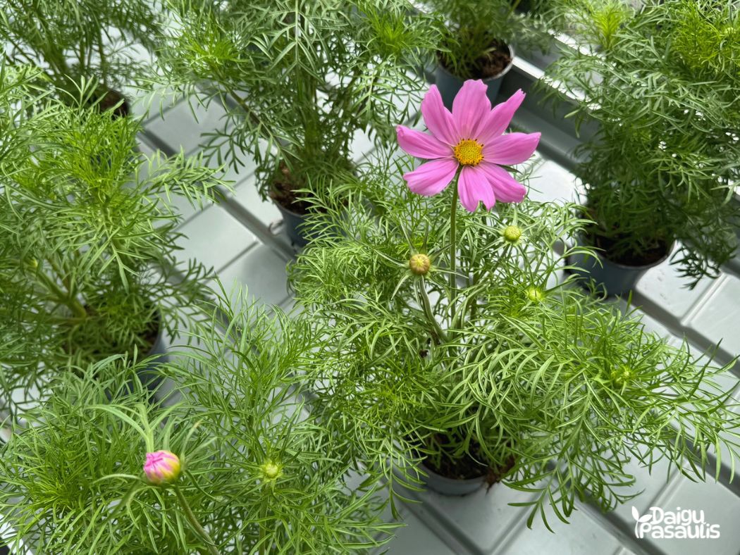 cosmos pink cosmos pink
