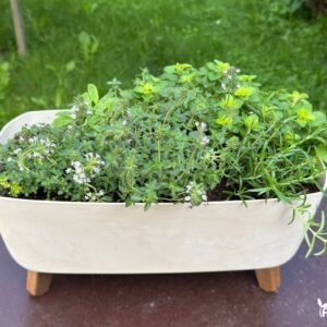 prieskoniu lovelis ant kojeliu rozmarinas raudoneliai roziu aromato ciobrelis