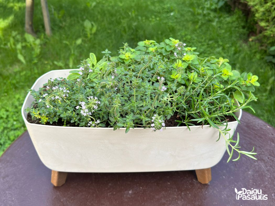 prieskoniu lovelis ant kojeliu rozmarinas raudoneliai roziu aromato ciobrelis