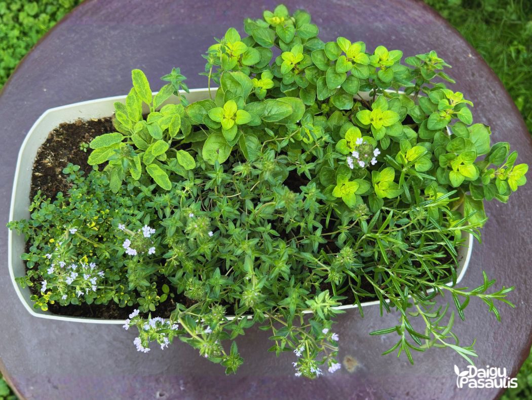 prieskoniu lovelis ant kojeliu svyrantis rozmarinas raudoneliai roziu aromato ciobrelis prieskoniu lovelis ant kojeliu svyrantis rozmarinas raudoneliai roziu aromato ciobrelis