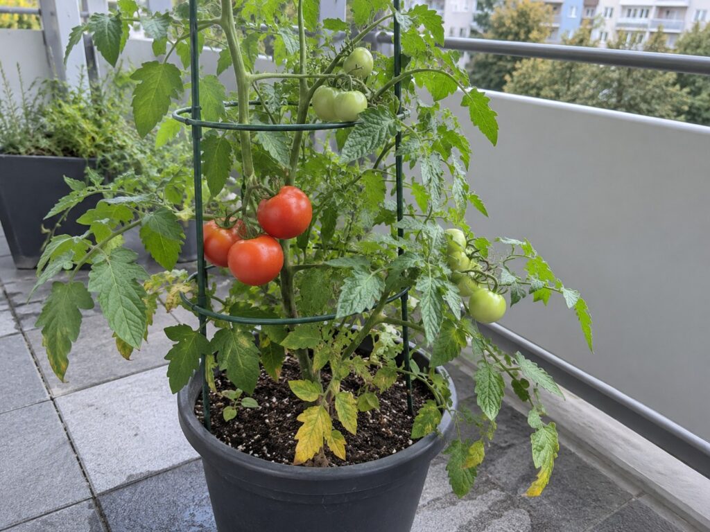 AI sugeneruota iliustracija – pomidoras vazone balkone